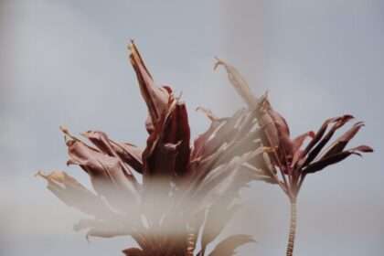 Keren Lasme, Untitled, from the series Animist Realism, 2021. Courtesy of La Baraque Gallery